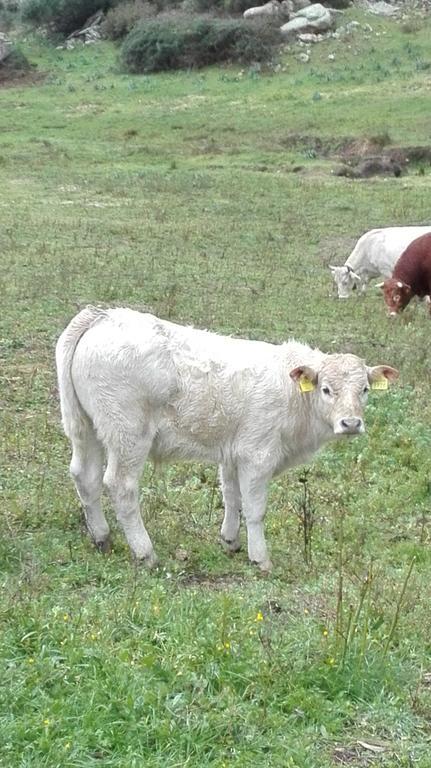 Agriturismo Monte Pino Telti Dış mekan fotoğraf