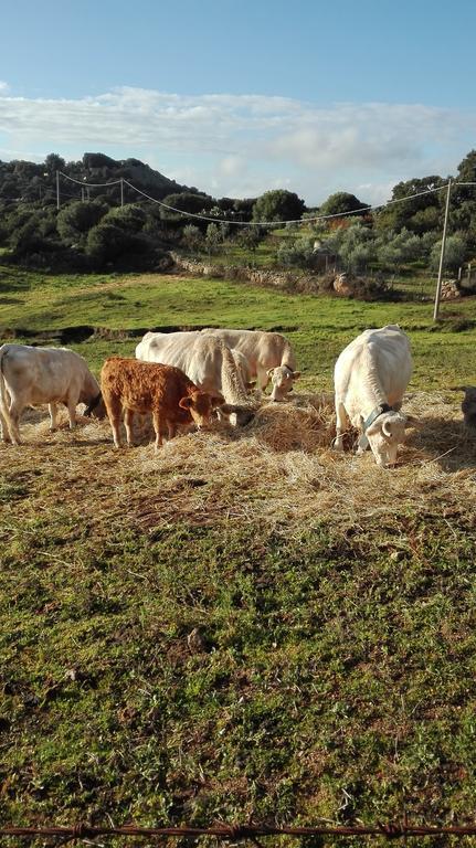 Agriturismo Monte Pino Telti Dış mekan fotoğraf