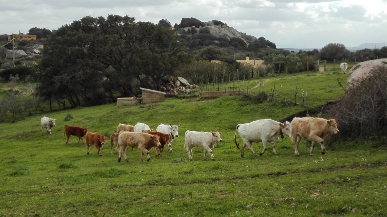 Agriturismo Monte Pino Telti Dış mekan fotoğraf